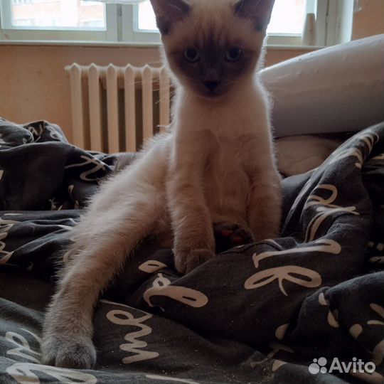Отдам в добрые руки котят