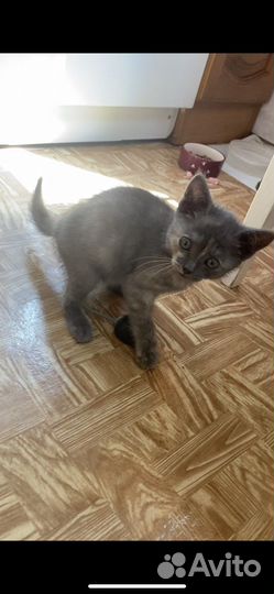 Котенок 2 месяца в добрые ручки