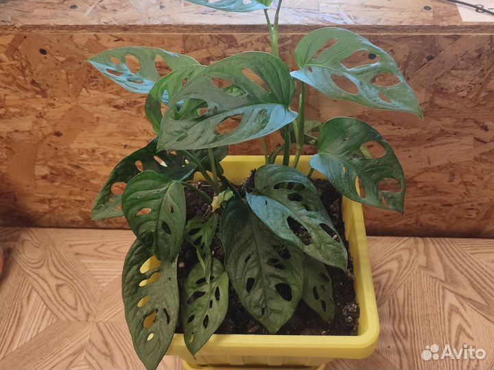 Филодендрон Монстера манки мэск