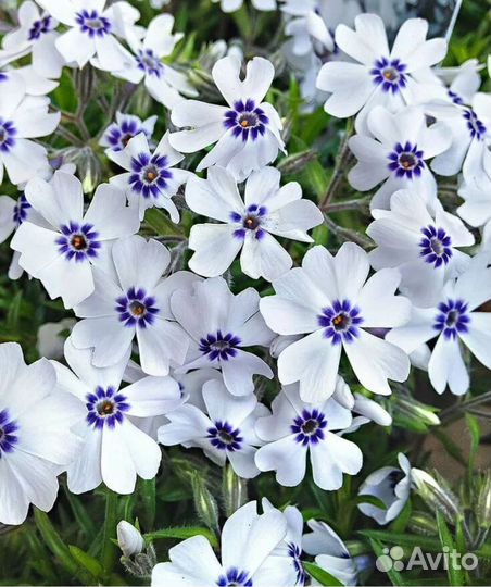 Флокс шиловидный