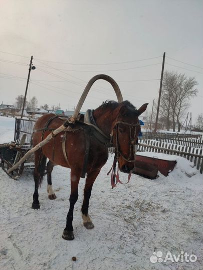 Продам лошадь