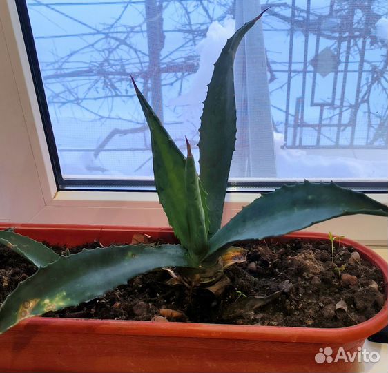 Агава голубая