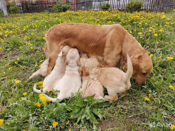 Золотистый ретривер