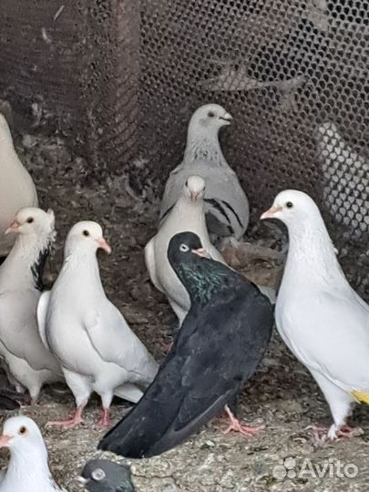 Продаются голуби