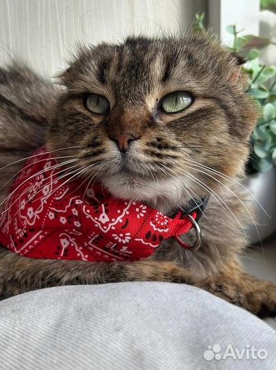 Мисс - изящество (кошечка-красавица)