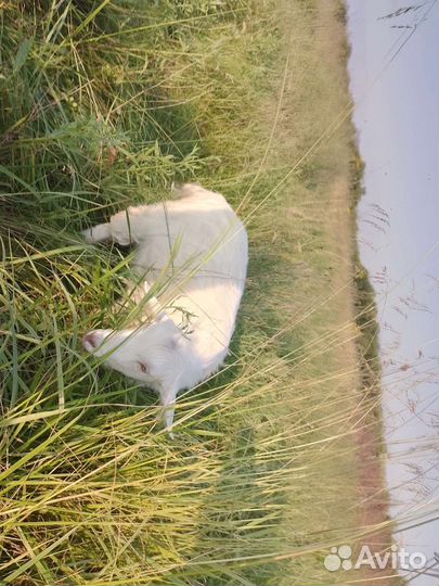 Продам козлят