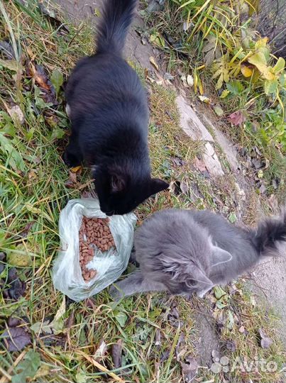 Котики бесплатно в добрые руки