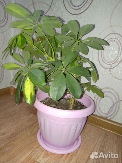Комнатные цветы шефлера