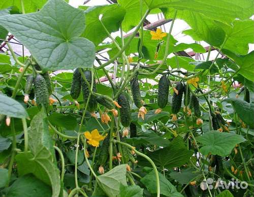 Свежий огурец