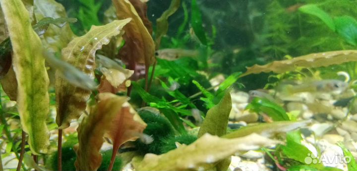 Креветки вишня