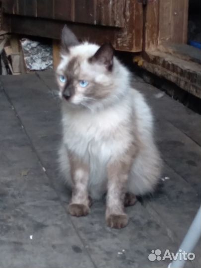 Молодой котик ищет дом