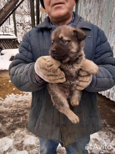 Щенки