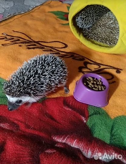 Ежик девочка