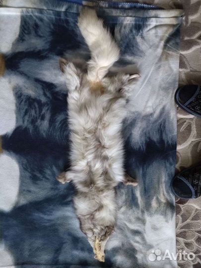 Шкурка песца