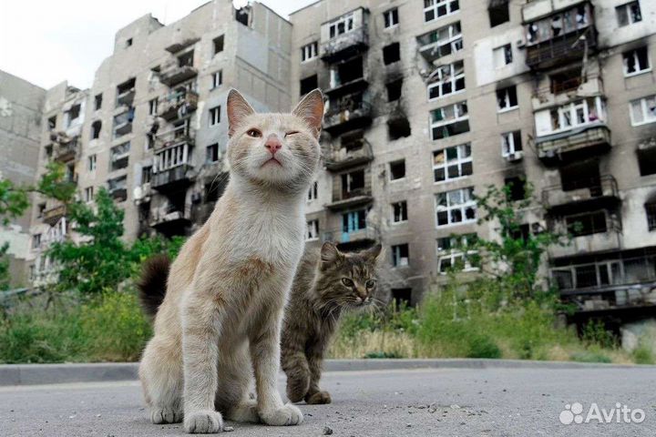 Котики оттуда