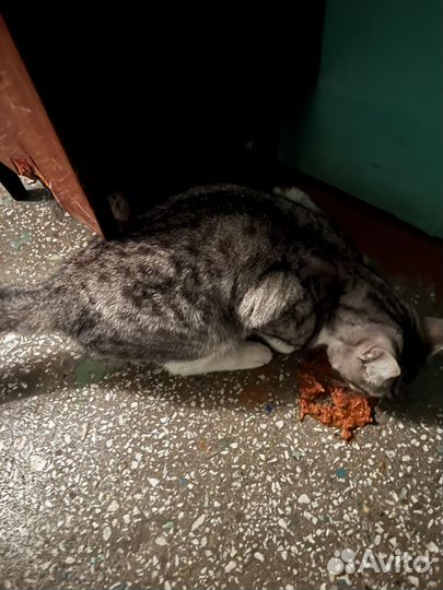 Молодой котик