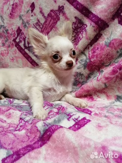 Чихуахуа девочка дш