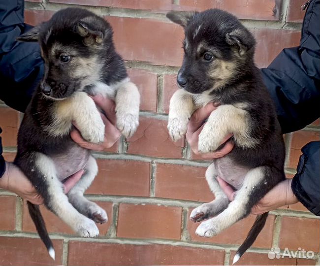 Щенок-девочка Чара в дар