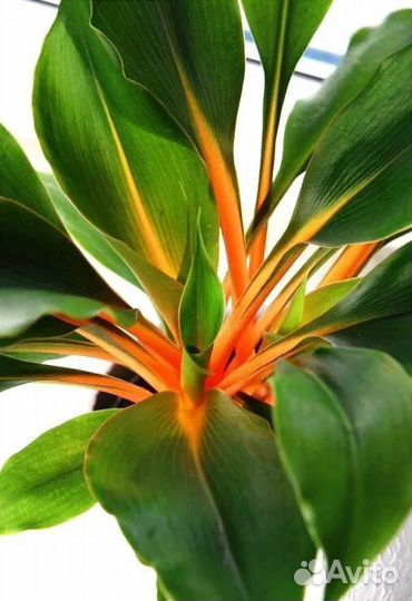 Хлорофитум green orange