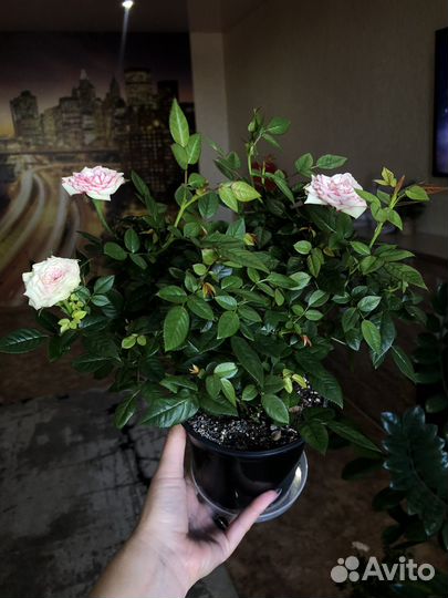 Роза в горшке,комнатные цветы,саженцы