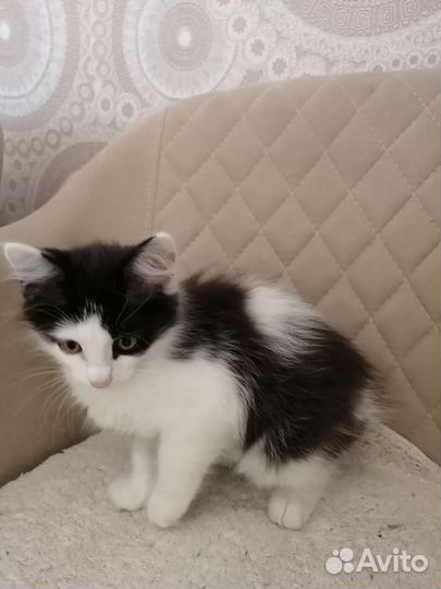 Котик в дар