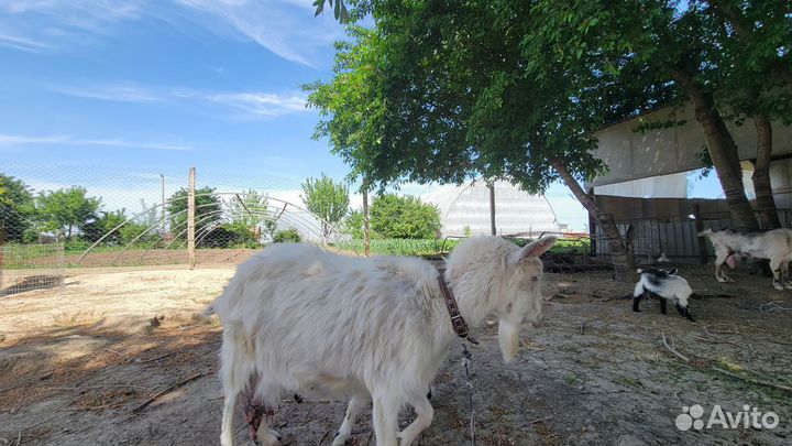 Козы и козлята