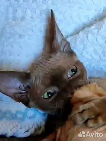 Котята девон-рекс