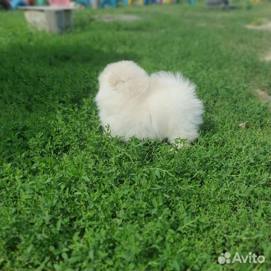 Померанский шпиц