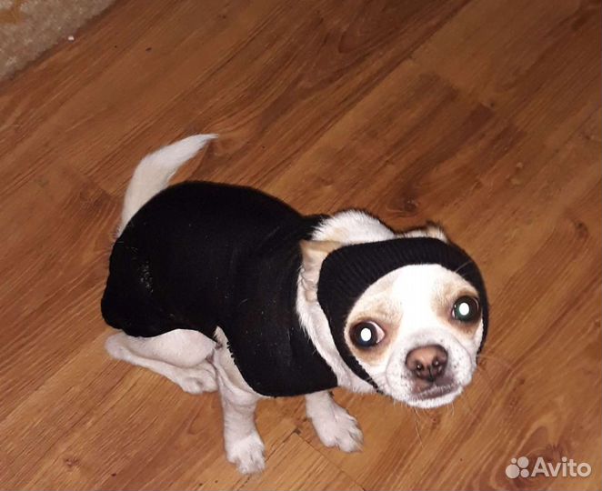 Траурный собачий костюм