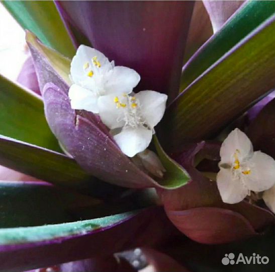 Традесканция Рео