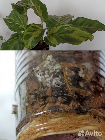 Комнатные цветы