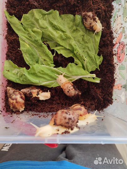 Улитки ахатины