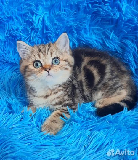 Вязка шотландский кот