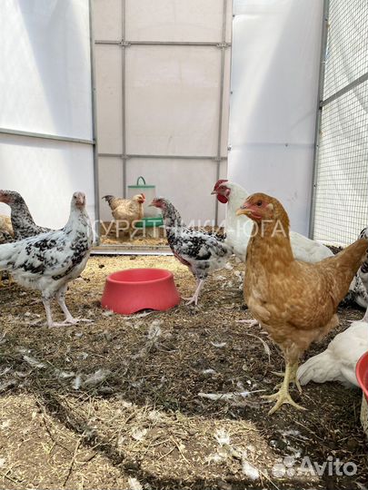 Курятник на 25 курочек