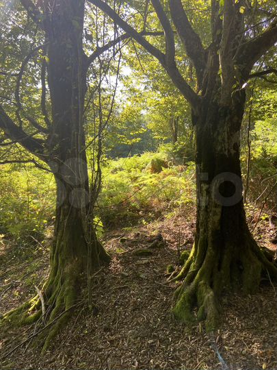 Участок 4,6 сот. (СНТ, ДНП)