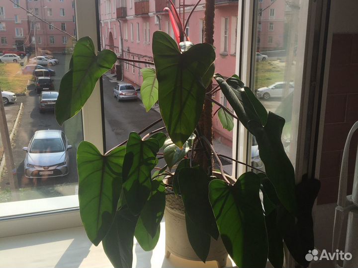 Филолендрон