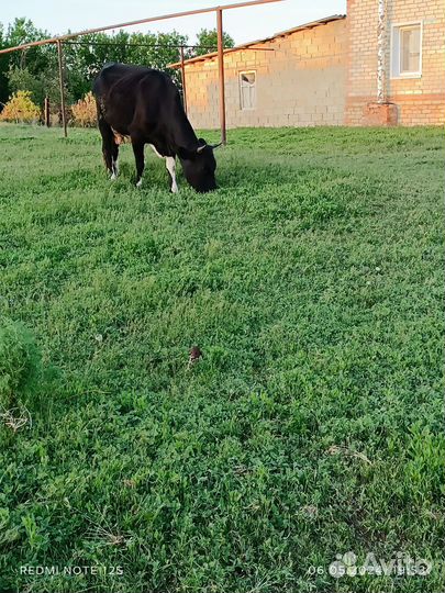 Корова дойная с теленком