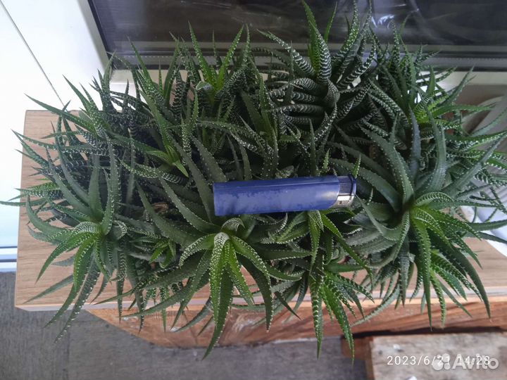 Суккуленты хавортия