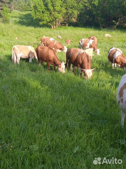 Продам корову, на выбор