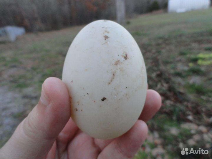 Утиные яйца