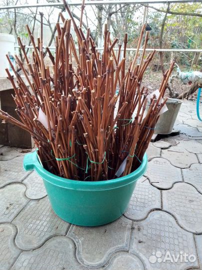 Черенки винограда