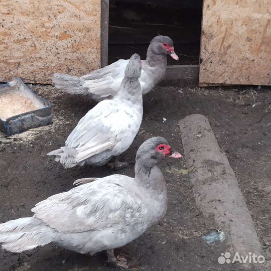 Мускусные утки