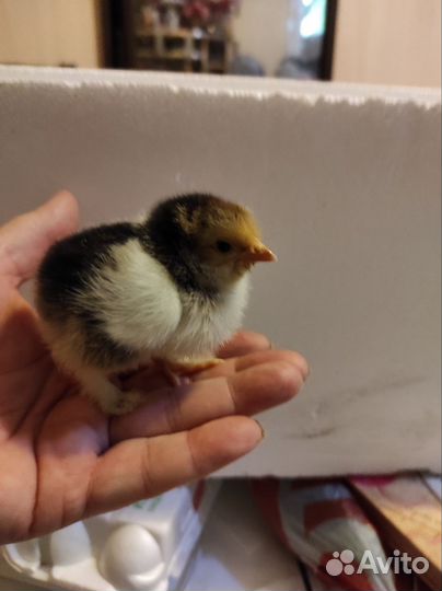 Цыплята кохинхин карликовый золото окаймленое