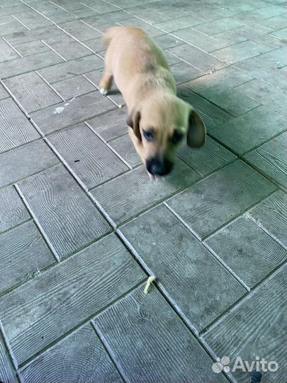 Собака такса