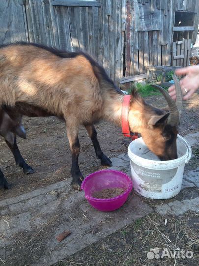 Коза дойная