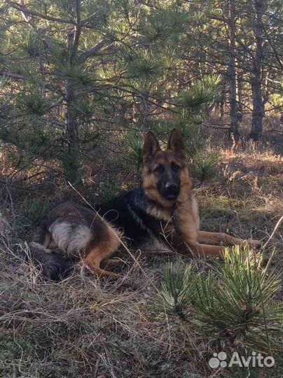 Кобель. Вязка