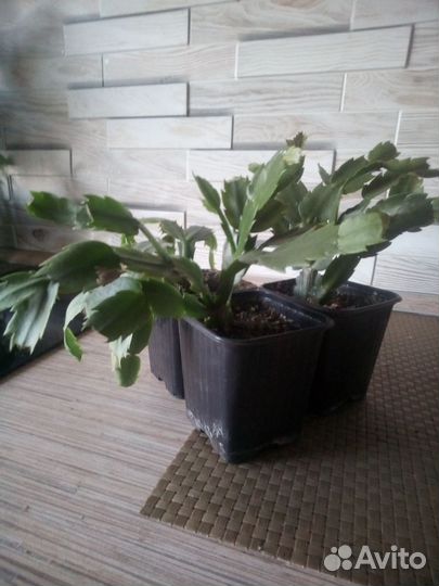 Продам комнатные цветы