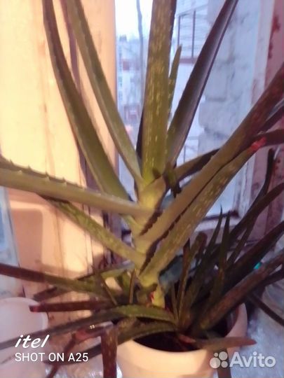 Комнатные растения цветы большие