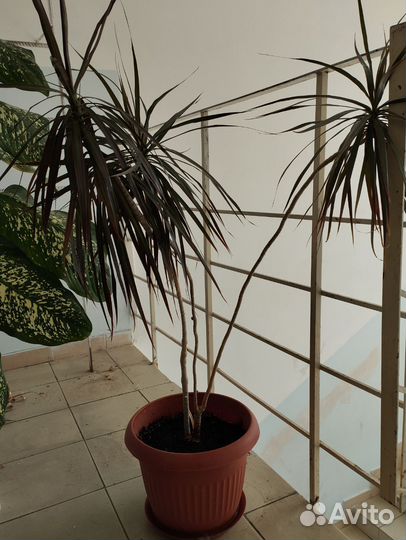 Драцена пальма