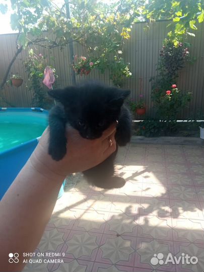 Котята в добрые руки бесплатно